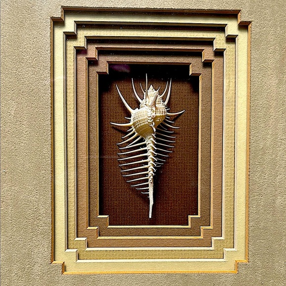 Rare Venus Murex Shell in Tiered Shadow Box Frame - Real This is Not a Picture - Picture 7 of 10
